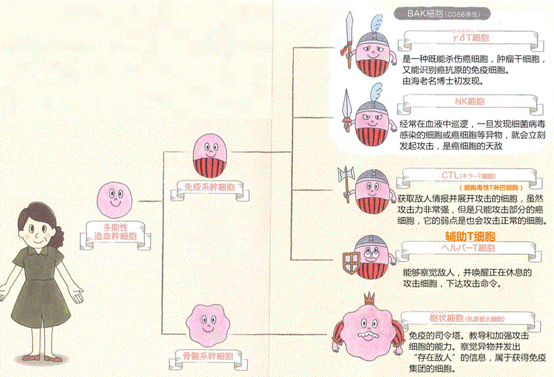 日本再添一座诺贝尔奖，“癌症免疫细胞疗法” 到底是什么？