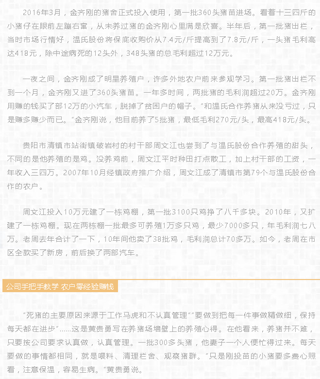 温氏养猪三百头，娶媳盖房不用愁！温氏带动5.54万户农户致富