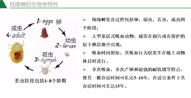 防控非洲猪瘟看这里，华农兽医学院翁亚彪教授为您支招