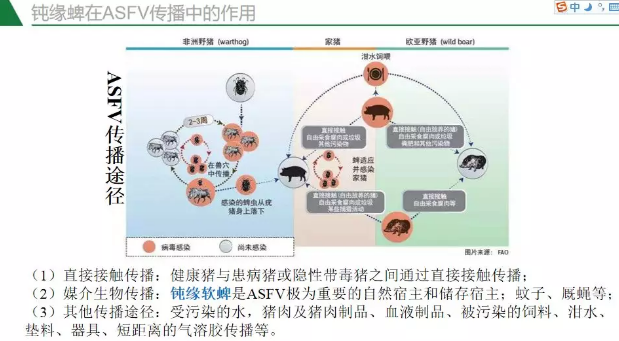 防控非洲猪瘟看这里，华农兽医学院翁亚彪教授为您支招