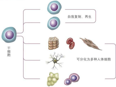 日本干细胞再生诊疗 日本干细胞再生诊疗