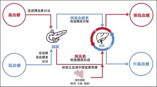 科研新发现 | 灰树花活性多糖F2具有降血糖作用