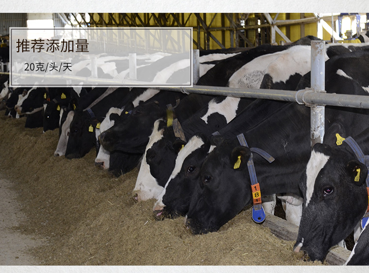 夏盛固体饲料奶牛专用复合酶(2020/促进奶牛瘤胃健康)SFG-0980