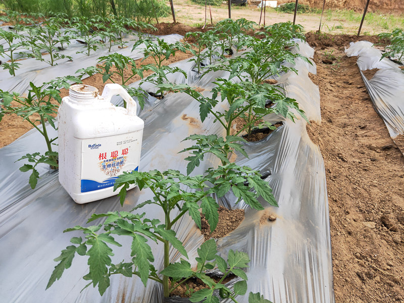 大棚西红柿如何施肥，大棚西红柿施肥技术
