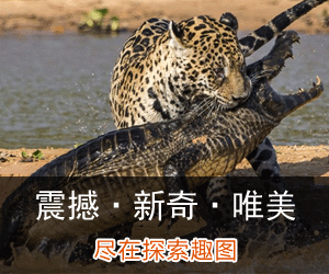 为什么考研选日语更有优势? 为什么考研选日语更有优势?