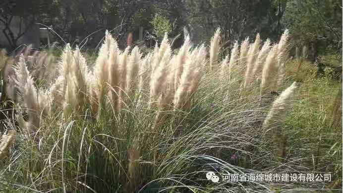 『学习篇』李冰带领全体毕业生走进海绵城市试点——鹤壁 『学习篇』李冰带领全体毕业生走进海绵城市试点——鹤壁