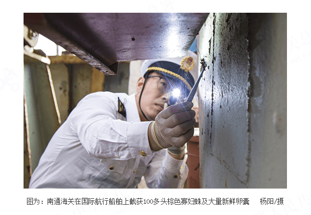南京海关在南通口岸截获100多只棕色寡妇蛛及大量新鲜卵囊 南京海关在南通口岸截获100多只棕色寡妇蛛及大量新鲜卵囊