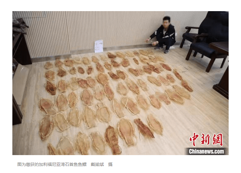 海口海关破获5300余万走私濒危鱼鳔大案 海口海关破获5300余万走私濒危鱼鳔大案