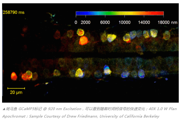创新先锋 | 一代传奇——双光子超高分辨率显微镜