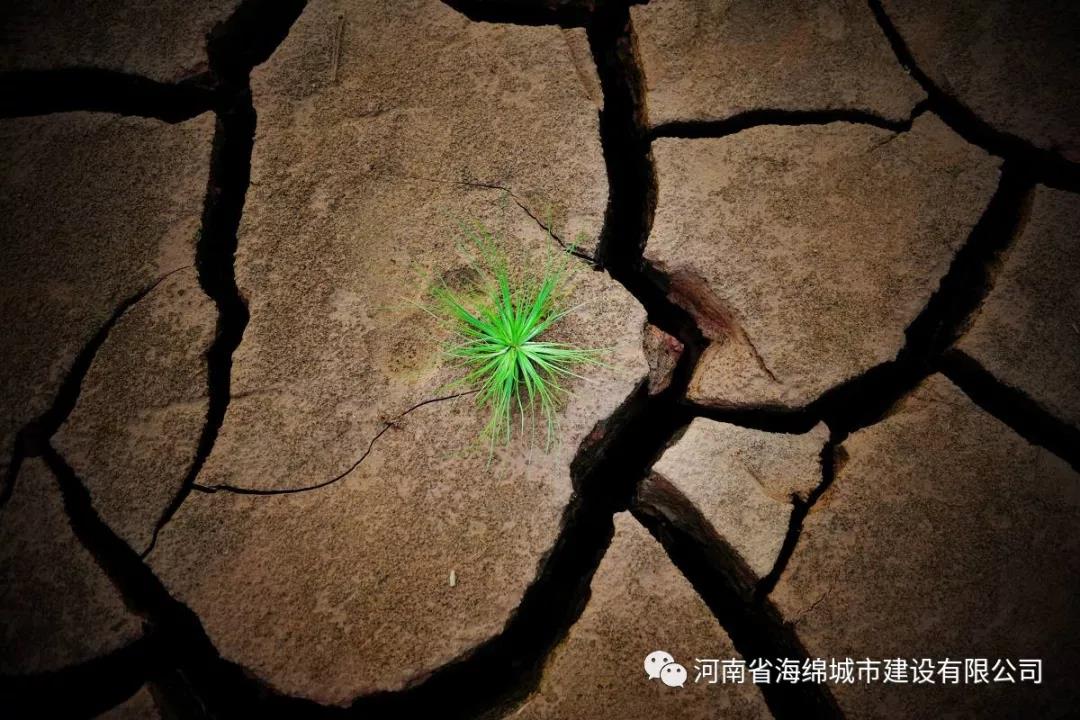 热岛效应的危害不容小觑 热岛效应的危害不容小觑