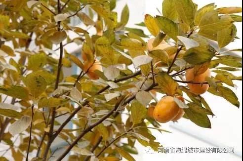热岛效应的危害不容小觑 热岛效应的危害不容小觑