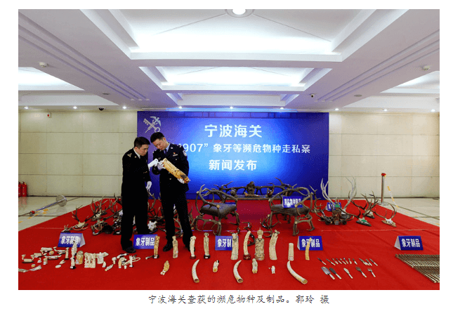 宁波海关查获走私濒危物种及制品500余件 宁波海关查获走私濒危物种及制品500余件