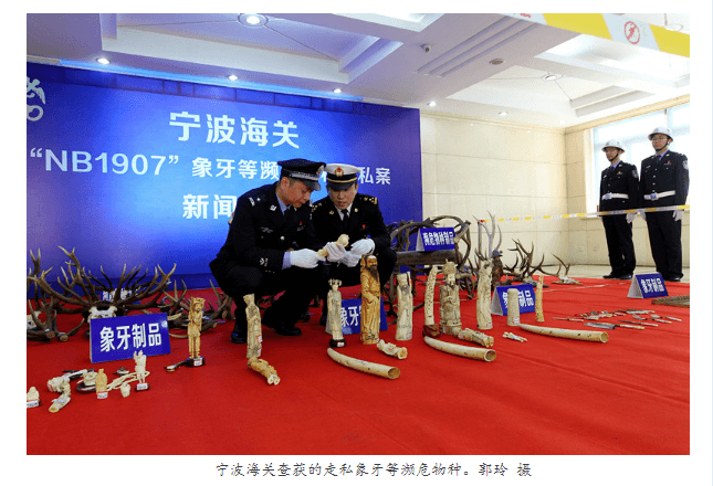 宁波海关查获走私濒危物种及制品500余件 宁波海关查获走私濒危物种及制品500余件