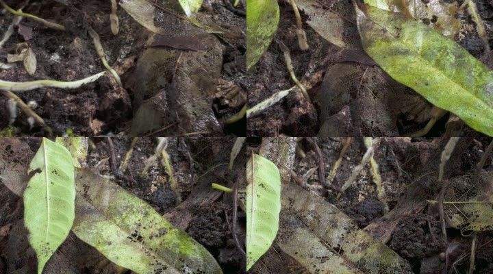 荣成海关在入境集装箱内截获禁止进境物 荣成海关在入境集装箱内截获禁止进境物