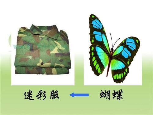 一只蝴蝶引发军用迷彩服产生的感恩故事 一只蝴蝶引发军用迷彩服产生的感恩故事