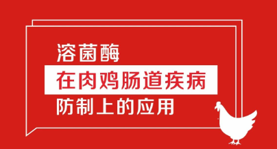 溶菌酶在肉雞腸道疾病防制上的應(yīng)用