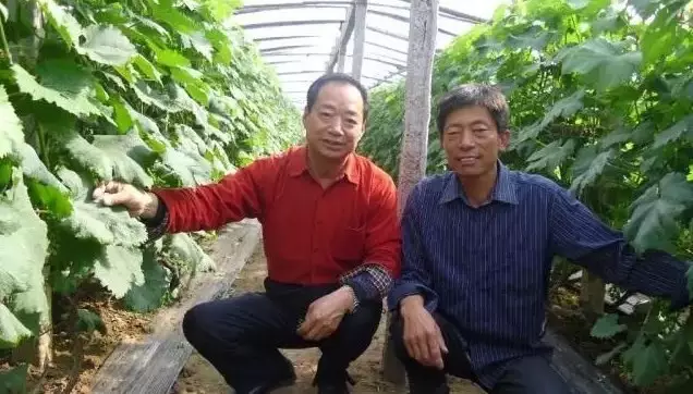 【农业技术】靠这一招,葡萄亩产6000斤,当年栽培、当年结果、当年丰产! 【农业技术】靠这一招,葡萄亩产6000斤,当年栽培、当年结果、当年丰产!