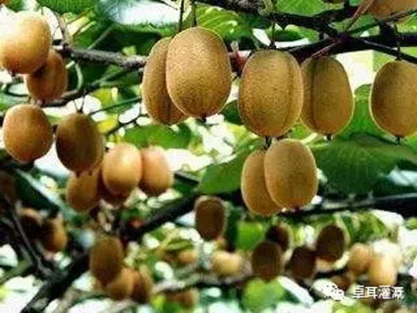 湖北省獼猴桃產業吹響集結號——省獼猴桃產業培訓會將在武漢舉辦 湖北省獼猴桃產業吹響集結號——省獼猴桃產業培訓會將在武漢舉辦