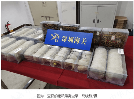 深圳海关破获深港边境“飞线”走私燕窝、虫草案 深圳海关破获深港边境“飞线”走私燕窝、虫草案