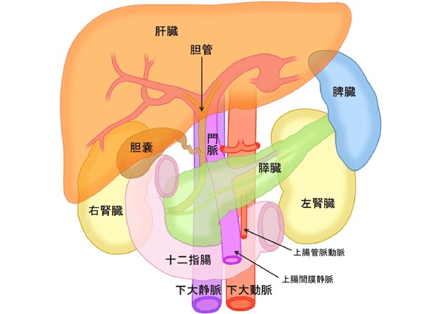 体检标准值 体检健康常识 深圳慈惠健康管理有限公司