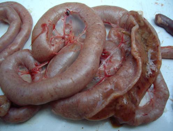 溶菌酶在肉鸡肠道疾病防制上的应用