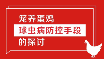 籠養(yǎng)蛋雞球蟲病防控手段的探討