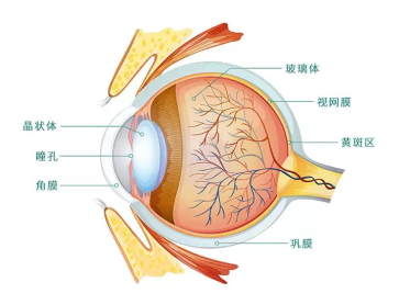 西安中天生物-叶黄素酯压片糖果 西安中天生物-叶黄素酯压片糖果