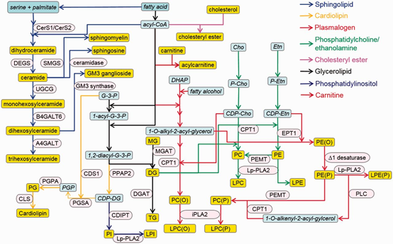 脂质组学 脂质组学