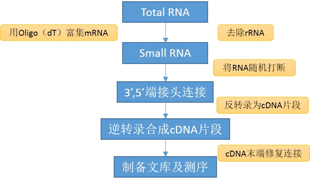 LncRNA测序服务 LncRNA测序服务