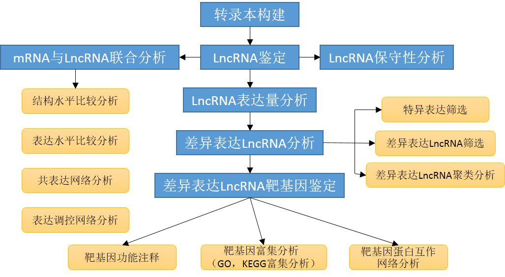 LncRNA测序服务 LncRNA测序服务