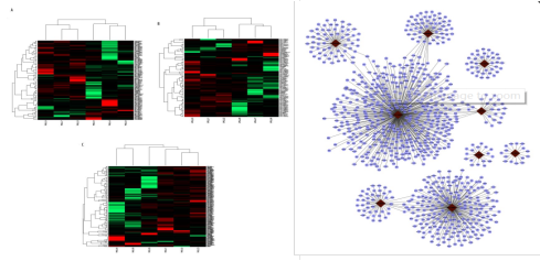 LncRNA测序服务 LncRNA测序服务