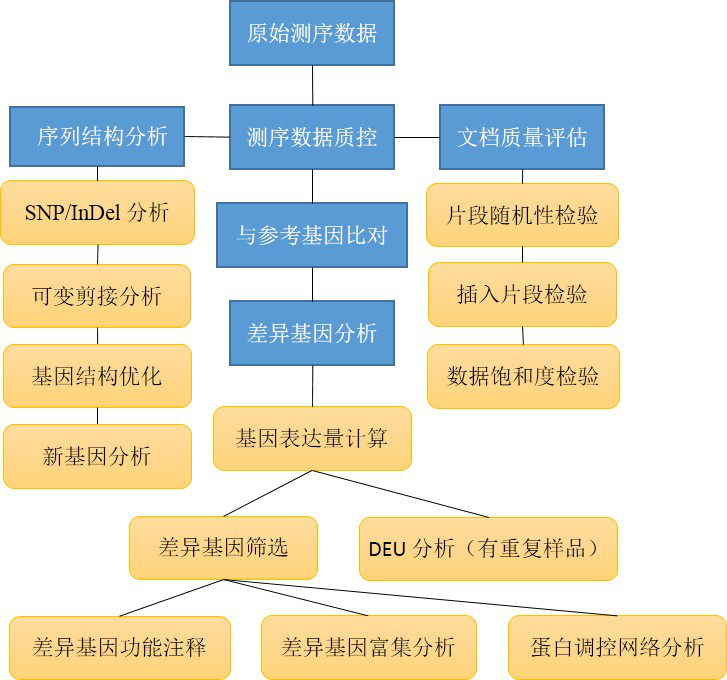 mRNA测序服务 mRNA测序服务