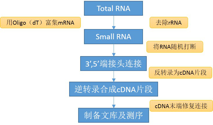 SmallRNA测序服务 SmallRNA测序服务