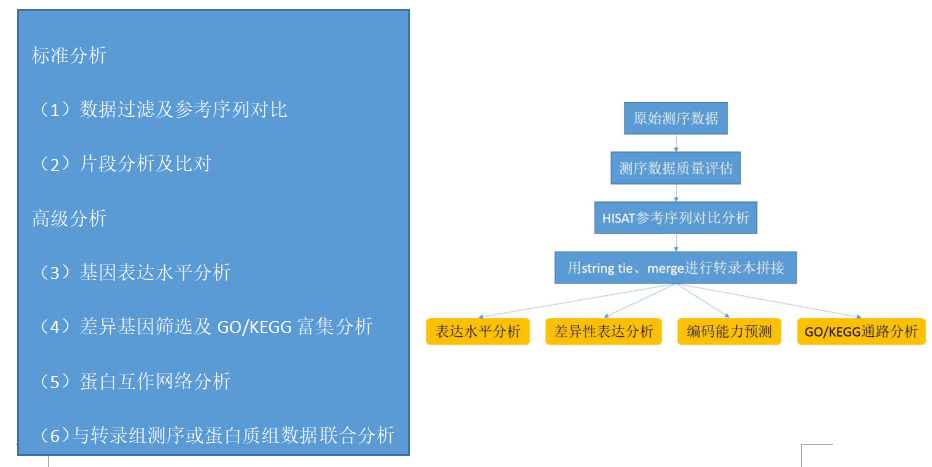 翻译组测序服务 翻译组测序服务