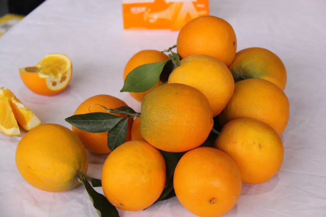 堤口果品批发市场隆重举办2019年 “万吨奉节脐橙进山东”启动仪式