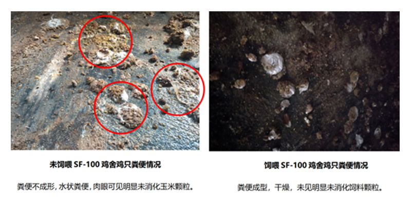 减抗替抗,绿色养殖原来可以这样简单 减抗替抗,绿色养殖原来可以这样简单
