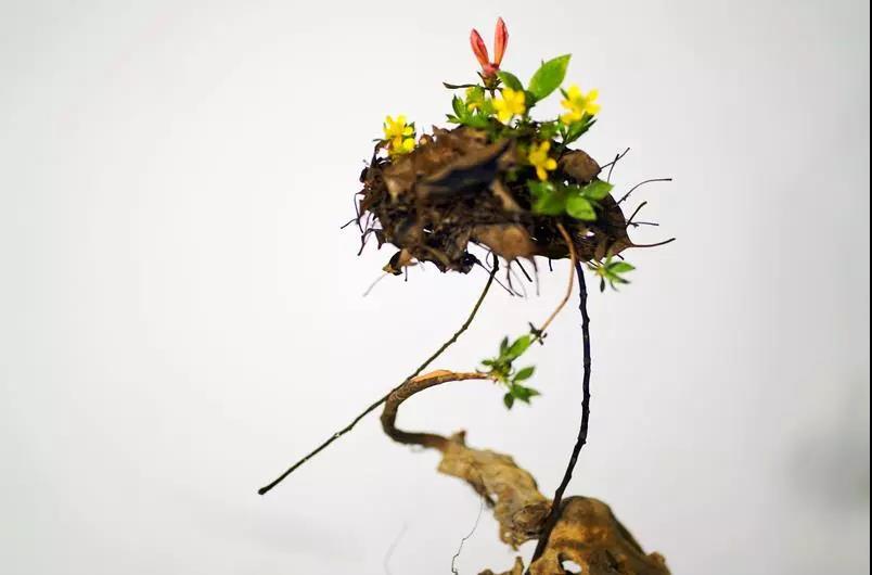 丝瓜、虫巢、树桩……你想不到的器皿插花，野趣盎然！