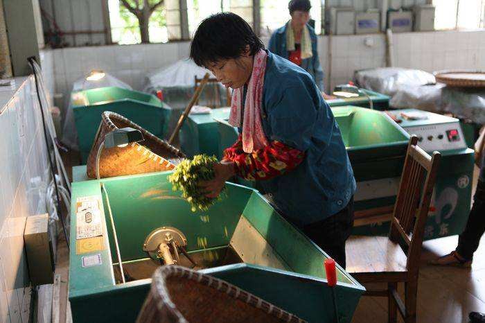 茶葉產量達270萬噸 產業機械化水平亟待提高