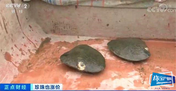 珍珠价格连涨3年!一涨就是20%!珠宝行业不景气,珍珠为何变珍贵? 珍珠价格连涨3年!一涨就是20%!珠宝行业不景气,珍珠为何变珍贵?