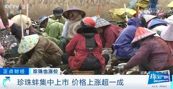 珍珠价格连涨3年!一涨就是20%!珠宝行业不景气,珍珠为何变珍贵? 珍珠价格连涨3年!一涨就是20%!珠宝行业不景气,珍珠为何变珍贵?