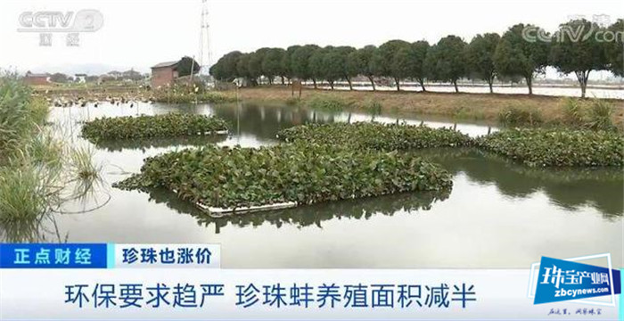 珍珠价格连涨3年!一涨就是20%!珠宝行业不景气,珍珠为何变珍贵? 珍珠价格连涨3年!一涨就是20%!珠宝行业不景气,珍珠为何变珍贵?
