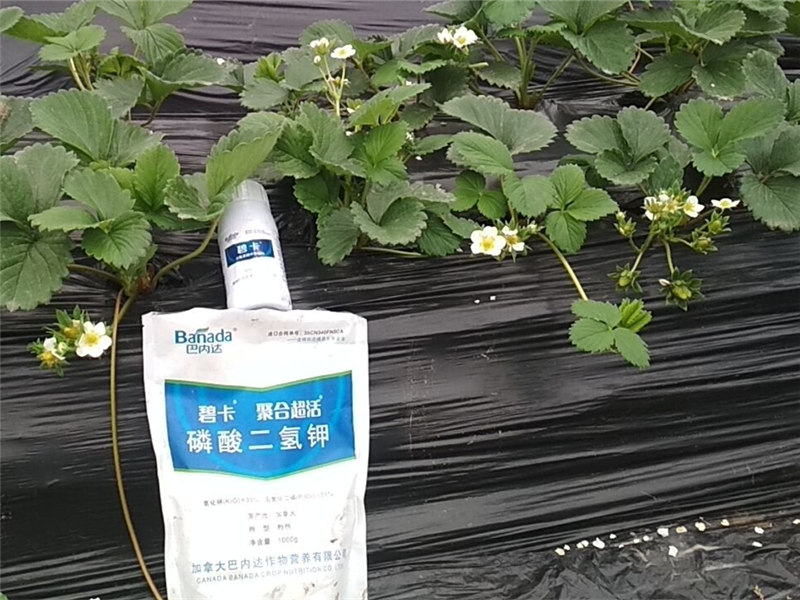 氨基酸水溶肥在草莓上的使用方法