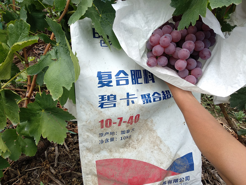 冲施肥与复合肥在葡萄上哪个功效好？