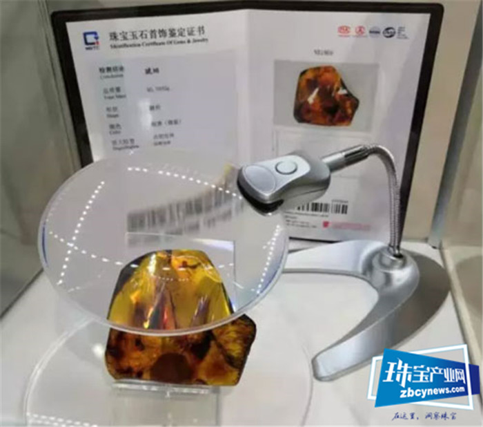 世界首次!NGTC为天然真虾琥珀作鉴证 世界首次!NGTC为天然真虾琥珀作鉴证