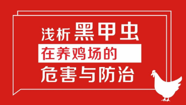 淺析黑甲蟲(chóng)在養(yǎng)雞場(chǎng)的危害與防治