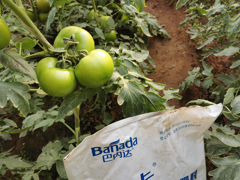 水溶肥在西红柿膨果期如何使用