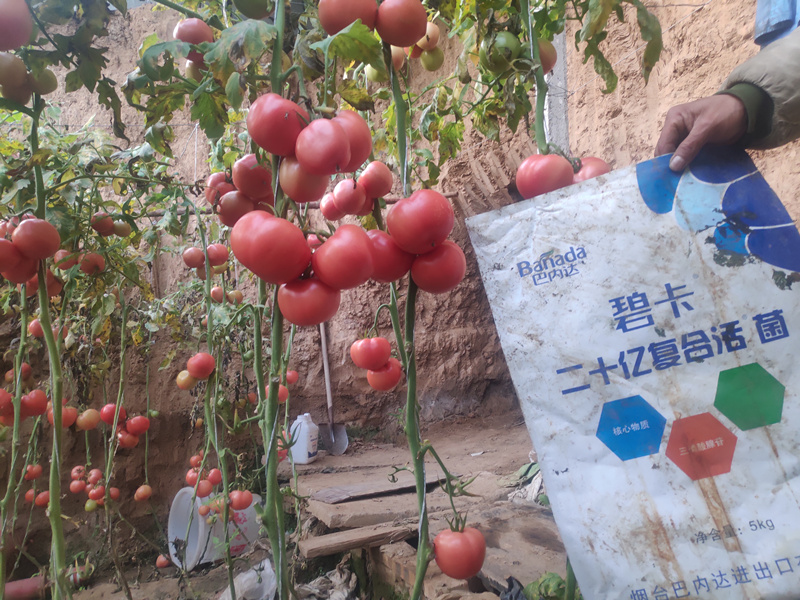 微生物菌剂和菌肥的区别