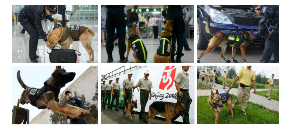 犬防服务