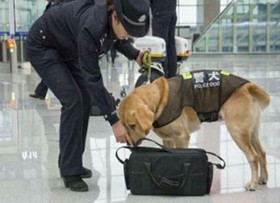 Dog defense service