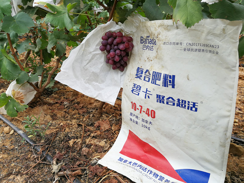 葡萄施肥用什么肥料？